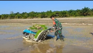 Perkuat Hanpangan, Babinsa Pusaka Dampingi Petani Tanam Padi Gunakan Mesin Transplanter