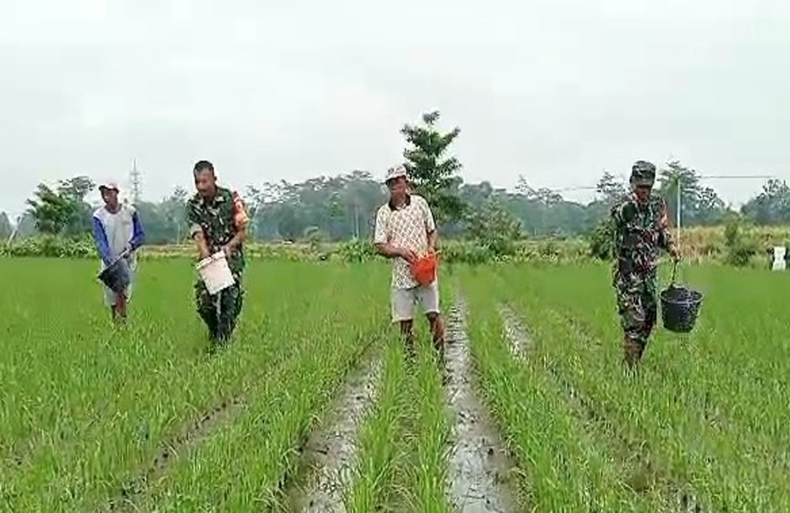 Tingkatkan Produktivitas Panen, Babinsa Desa Pojok Dampingi Petani Lakukan Pemupukan Padi
