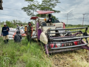 Dukung Swasembada Pangan Wilayah Babinsa Sempadian Dampingi Poktan Perintis Panen Padi