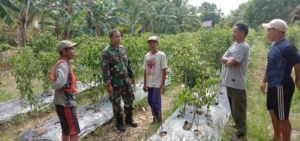 Beri Motivasi Babinsa Twi Mentibar Sertu Tunjang Suryadi Komsos Bersama Petani Cabai