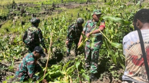 Swasembada Pangan Satgas Yonif 521/DY Membantu Panen Jagung Masyarakat di Distrik Kelila