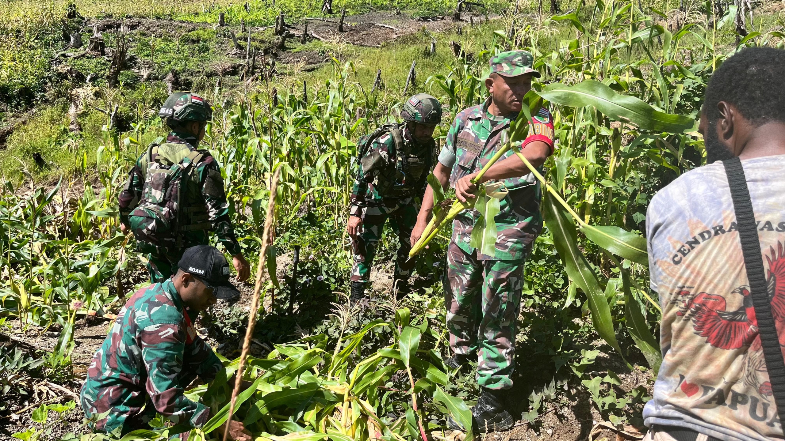 Swasembada Pangan Satgas Yonif 521/DY Membantu Panen Jagung Masyarakat di Distrik Kelila