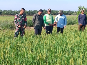 Upaya Meningkatkan Pengetahuan Serta Keterampilan, Babinsa Dan Petani Ikuti Pelatihan Sekolah Lapang Metode Salibu.