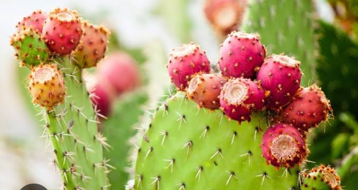 5 Manfaat Buah Kattus untuk Kesehatan, Lihat Lengkapnya