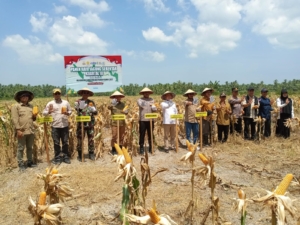Danramil 1207-07/Teluk Keramat Dampingi Bupati Sambas Panen Raya Jagung Serentak Kuartal III Simpang Empat
