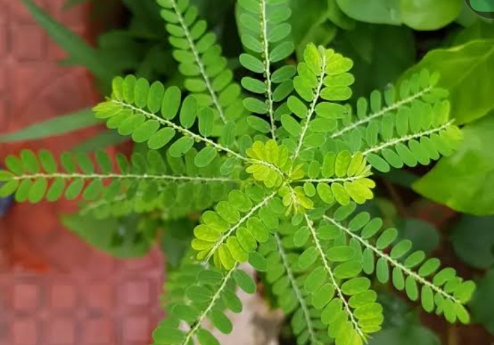 Inilah 7 Manfaat Daun Meniran, Simak Lengkapnya