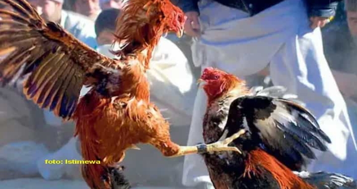 Judi Sabung Ayam di Desa Bendosari Jalinan Resahkan Warga, Oknum Polisi “Tutup Mata”
