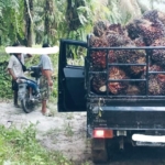 1,6 Ton Sawit PT Tsafiuddin digondol Komplotan Pencuri Bersajam