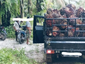 1,6 Ton Sawit PT Tsafiuddin digondol Komplotan Pencuri Bersajam