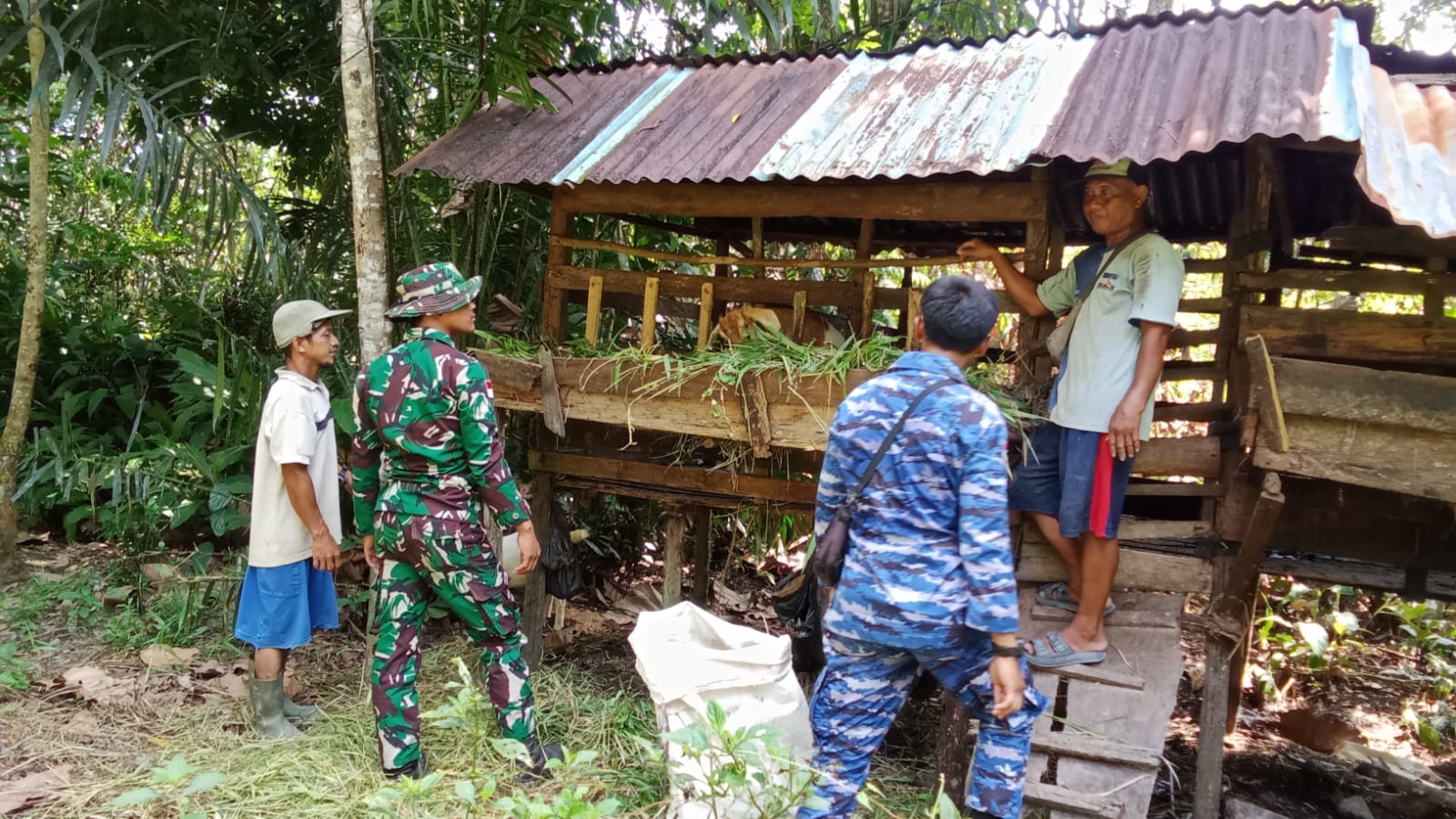 Satgas TMMD ke-126 Kodim 1208/Sambas Bantu Warga Beri Makan Ternak
