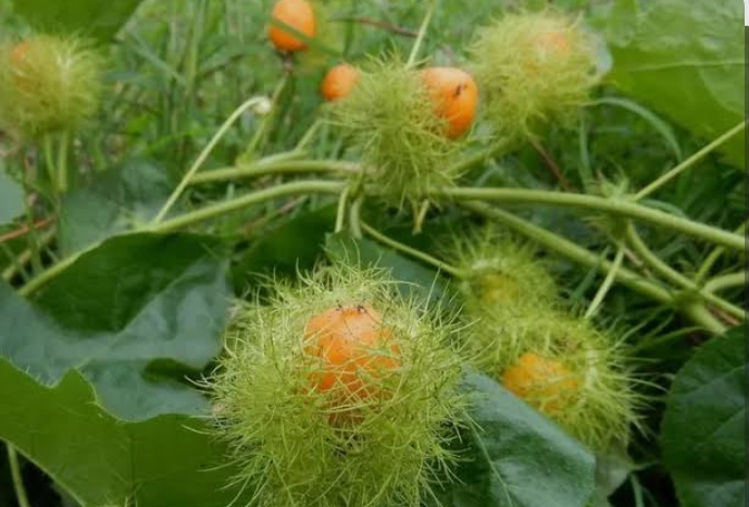 8 Manfaat Buah Rambusa, Baca Lengkapnya