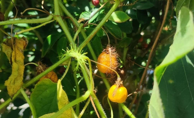 8 Manfaat Buah Rambusa, Inilah Keterangannya