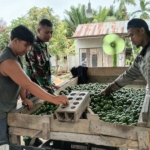 Jalin Keakraban, Babinsa Desa Mulia Laksanakan Komsos Bersama Petani Jeruk
