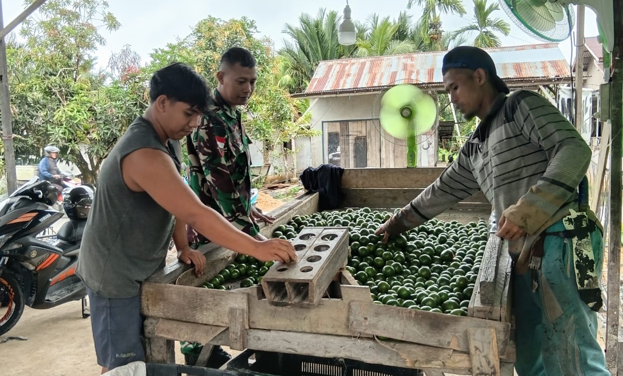 Jalin Keakraban, Babinsa Desa Mulia Laksanakan Komsos Bersama Petani Jeruk