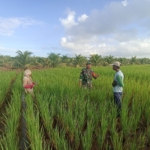 Anggota Koramil 05/Pemangkat Laksanakan Komsos Bersama Petani
