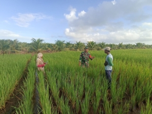 Anggota Koramil 05/Pemangkat Laksanakan Komsos Bersama Petani