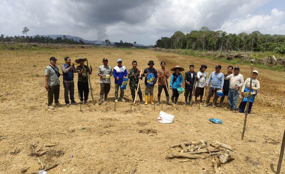 Babinsa Sejangkung Dampingi Poktan Tanam Padi di Lahan CSR