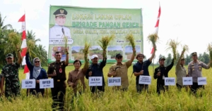 Wabup Sambas Hadiri Panen Padi Thailand Jumbo di Selakau Timur