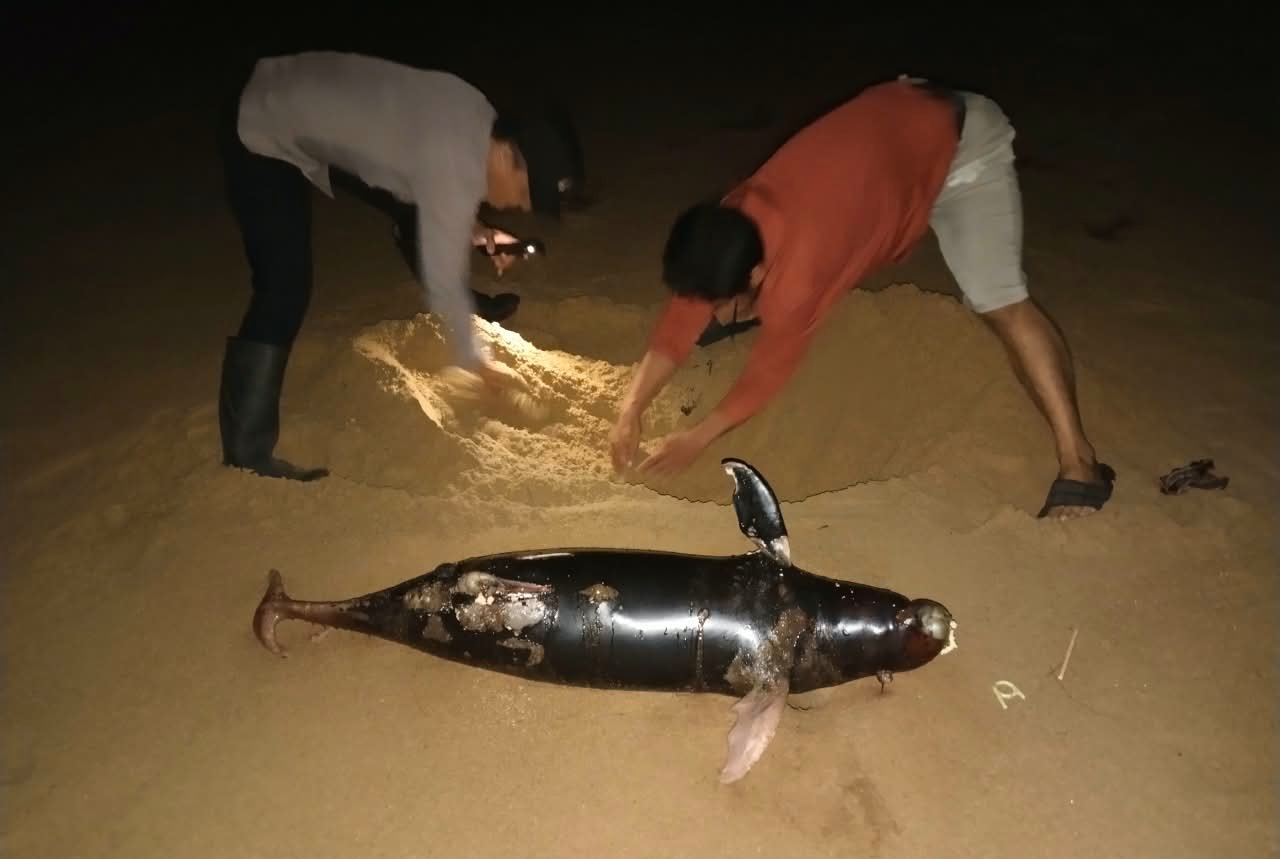 Lumba-Lumba Ditemukan Mati di Pantai Camar Bulan Temajuk